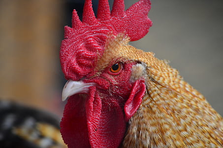 selective focus photography of brown rooster
