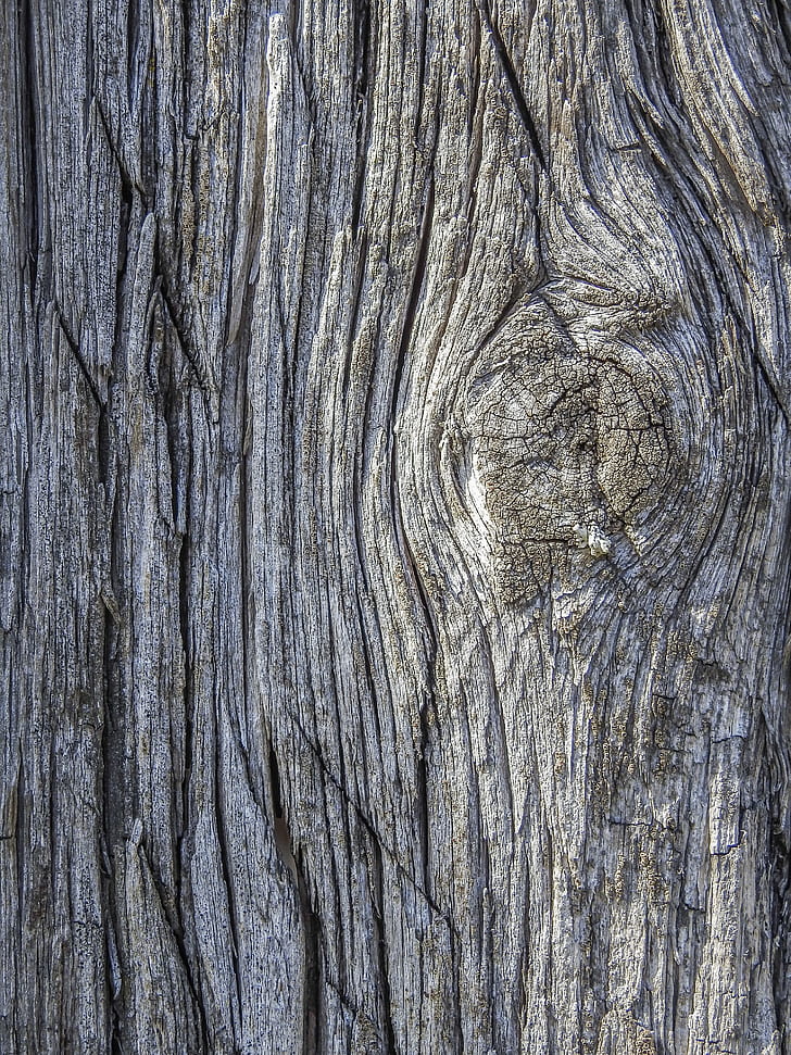 gray tree bark