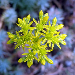 Tilt Shift Lens Photography of Green Flower