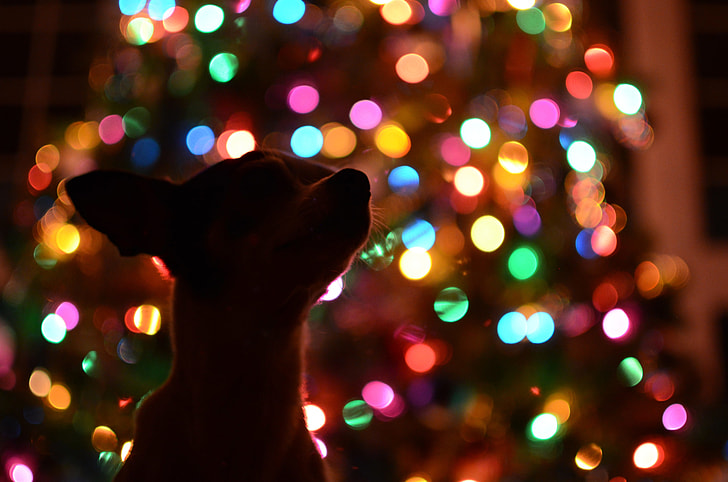 adult fawn Chihuahua near the christmas tree