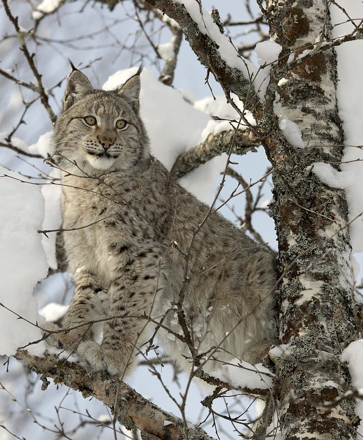 shallow focus photography of gray lynx