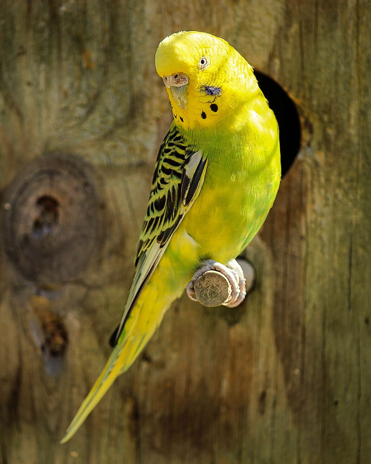 yellow and green budgerigar on branch
