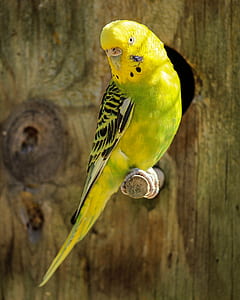yellow and green budgerigar on branch