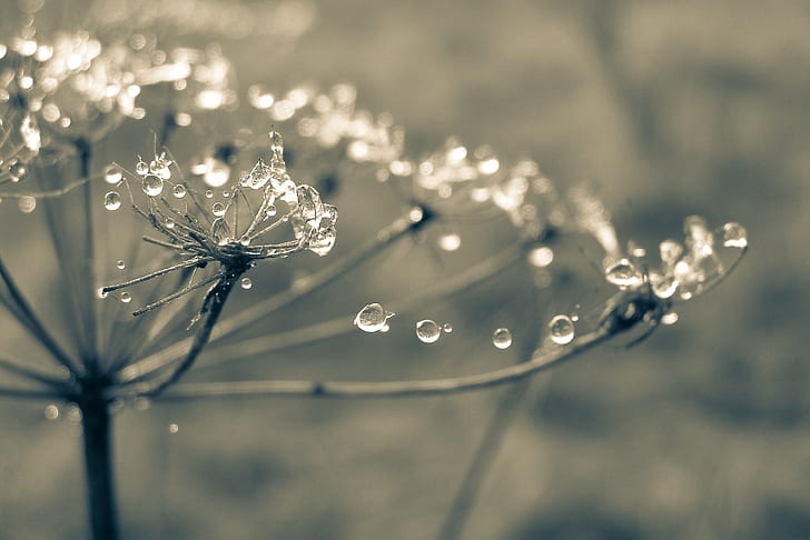 time-lapse photography of dewdrops on bare flower