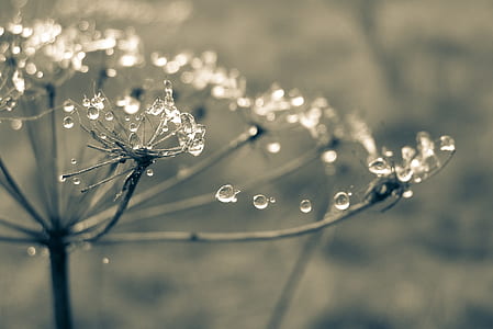 time-lapse photography of dewdrops on bare flower