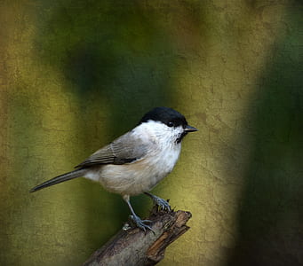 white and black bird perched on tree branch