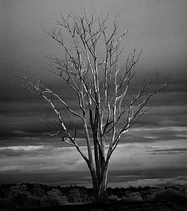 grayscale photo of tree