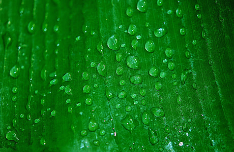 water drops on green leaf plant