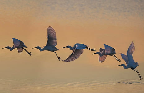 five bird flying above bodies of water