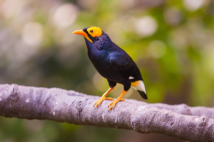shallow focus photography of black and yellow bird on branch