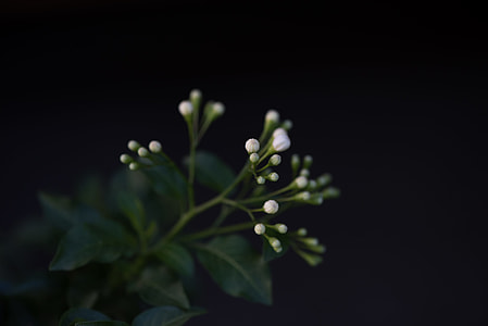 shallow focus photography of white flower buds