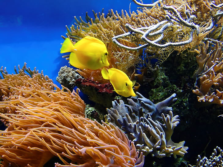 two yellow fish surround by coral reefs