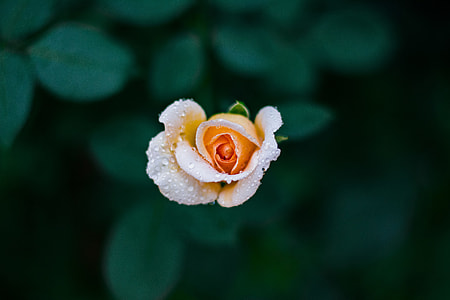 white and orange Rose