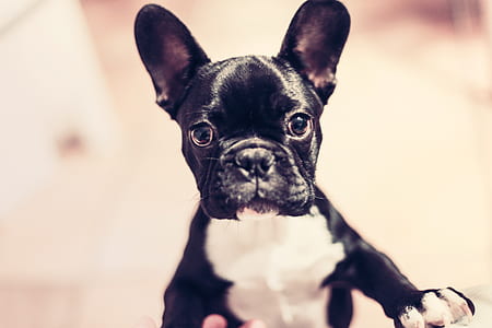 selective photography of black and white French bulldog