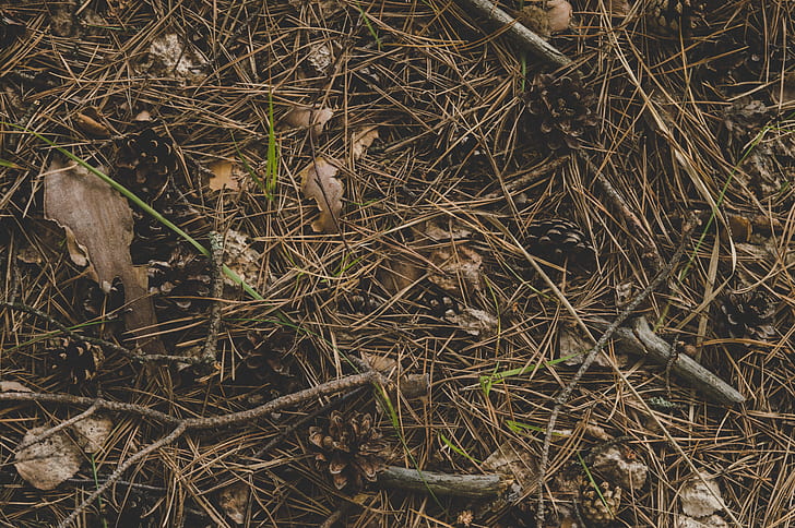 Photography of Twigs on the Ground