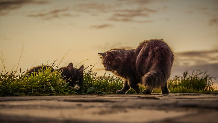 selective focus photography of two cats on green grass field