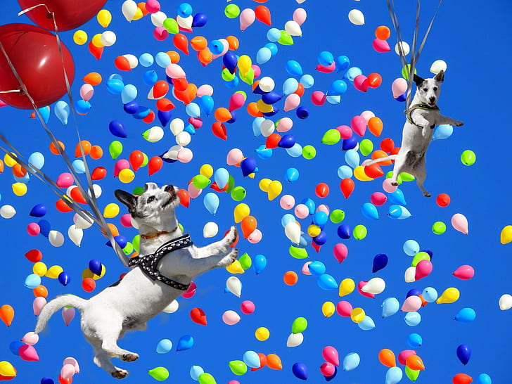 two white-and-black dog floating with balloons under blue sky