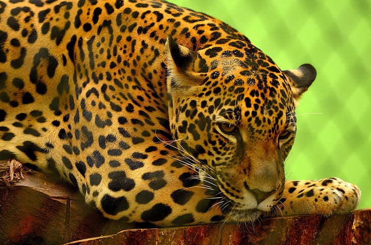 leopard lying on wood