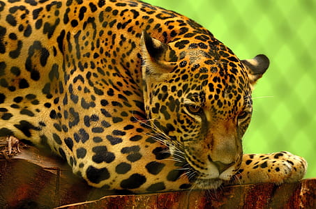 leopard lying on wood