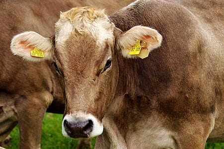 Royalty-Free photo: Three cows beside brown wooden post | PickPik