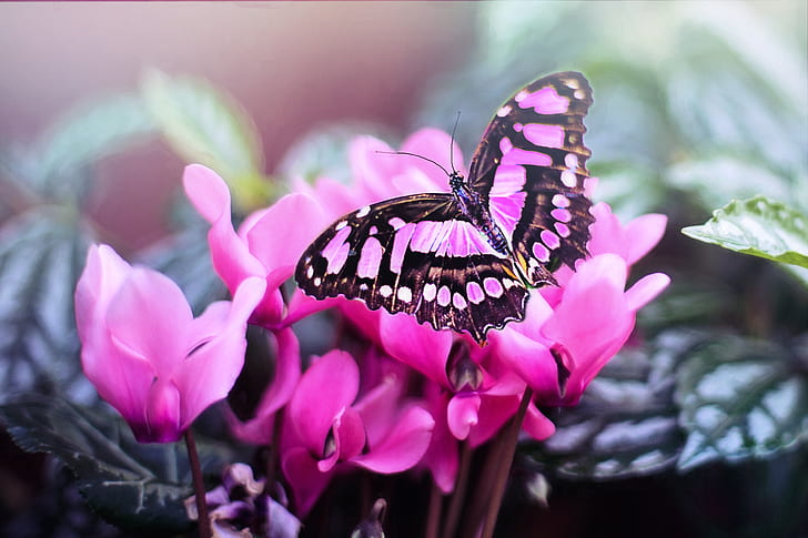 black and pink butterfly on pink petaled flower