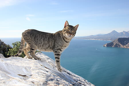 gray and black cat standing on mountain during daytime