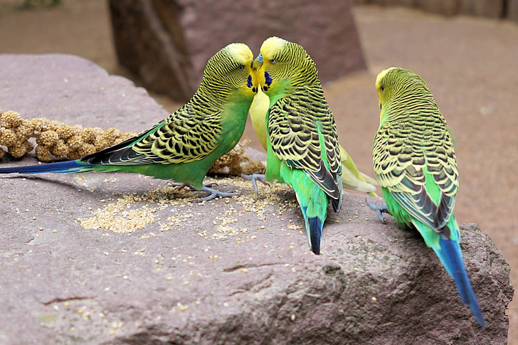 photo of three yellow-and-green budgerigars