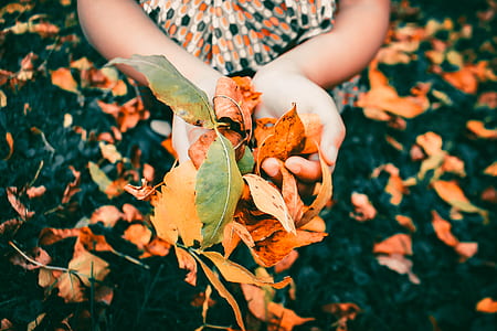 person holding brown and green leaves