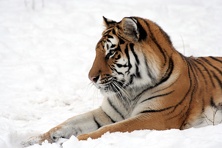 tiger lying on snow field