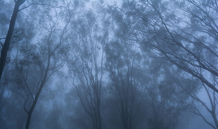 worm's eye photography of bare tree surrounded by fogs