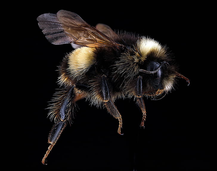 bumblebee macro photography