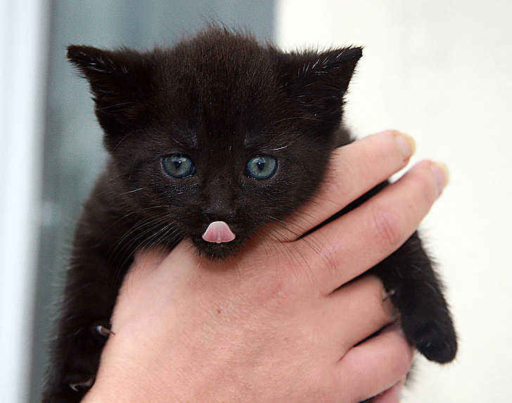 person holding black kitten