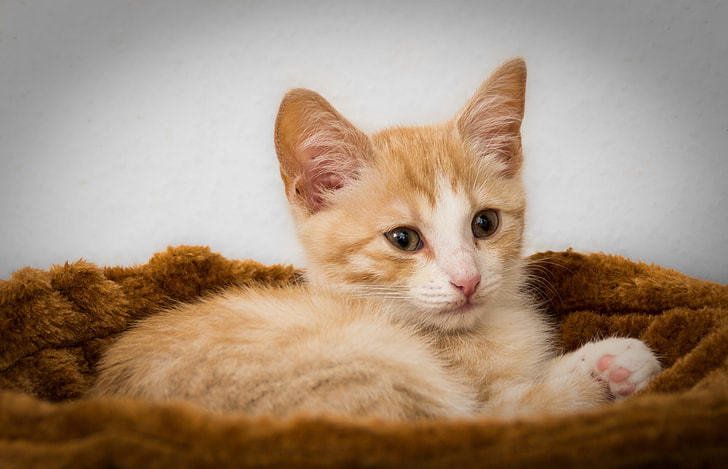 orange tabby kitten on brown pet bed