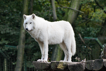 white wolf on ledge looking down