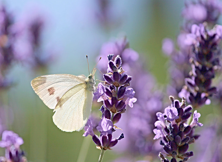white sulfur moth perched on purple flower