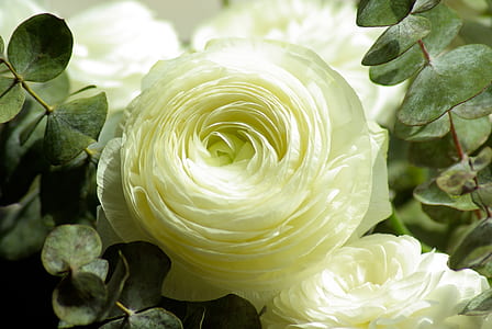macro photography of white roses