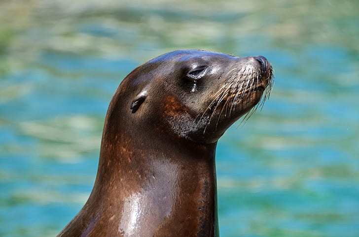 close-up photo of black sea lion