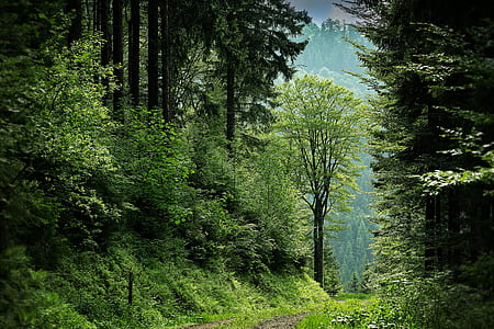 black forest, clearing, forest, path, trees, woods