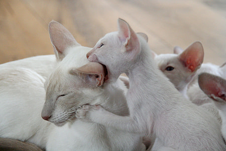 white Cat with kitten litter