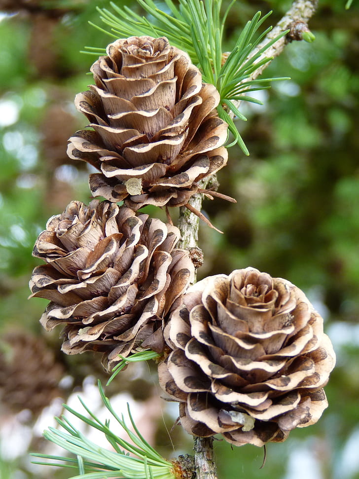 three brown pinecones at daytime
