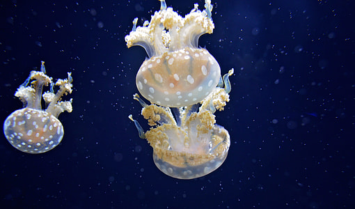 two white and brown jellyfish