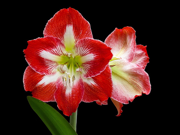 closeup photography of red-and-white Amaryllis flowers in bloom