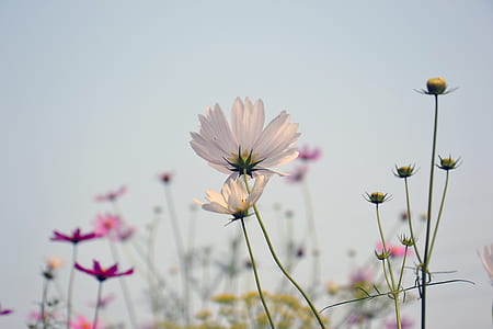 pink and white cosmos flowers closeup photo