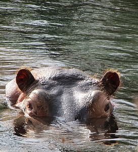 black hippopotamus sinking in calm body of water