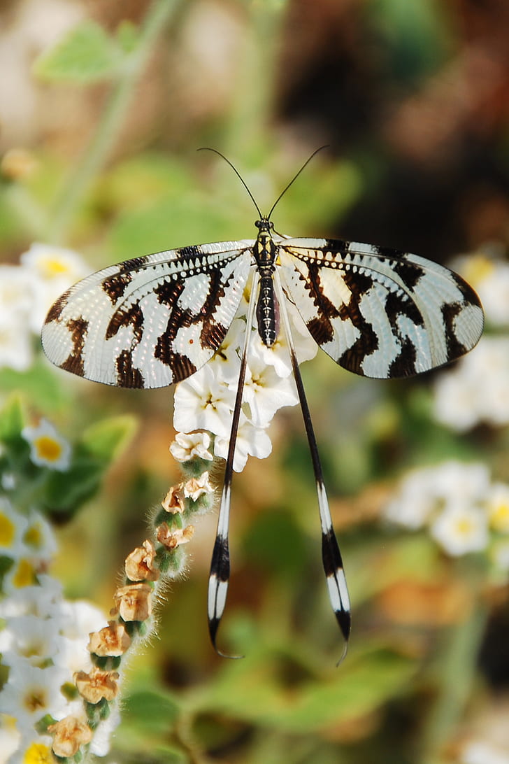 selective-focus photography of white and black butterfly