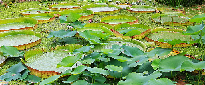 green lili plant on body of water