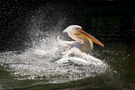 White pelican on body of water