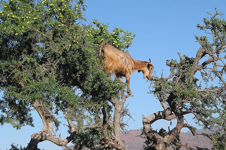 brown goat climbing on tree at daytime