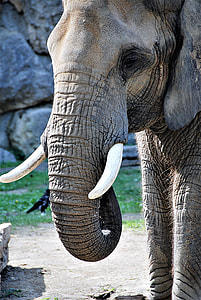 adult gray elephant near gray rock