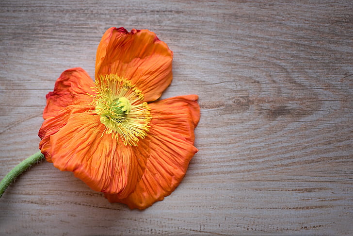 orange poppy flower on brown wooden surface